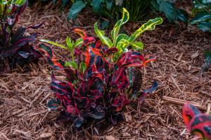 MAMMY CROTON